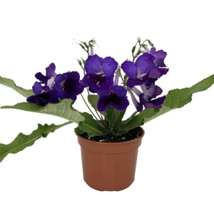 Deep Blue Vein Streptocarpus Plant - 4 Inch Pot - Collector's Series
