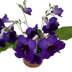 Deep Blue Vein Streptocarpus Plant - 4 Inch Pot - Collector's Series