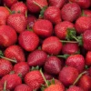 Delizz Strawberry Plants - Fragaria - 8 Plants - 2.5" Pots - Garden Ready