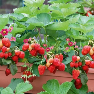 Delizz Strawberry Plants - Fragaria - 8 Plants - 2.5" Pots - Garden Ready