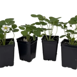 Delizz Strawberry Plants - Fragaria - Set of 4 Plants - 2.5" Pots - Fresh Berries
