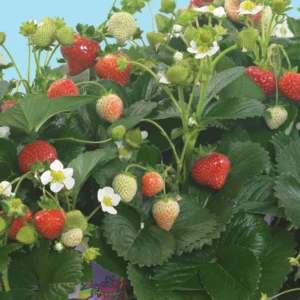 Delizz Strawberry Plants - Fragaria - Set of 4 Plants - 2.5