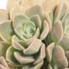 Desert Rose Succulent Echeveria - 2 inch Potted Plant - Easy Care Indoor Succulent