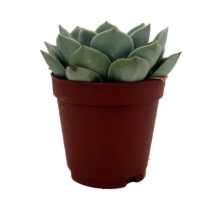 Desert Rose Succulent Echeveria - 2 inch Potted Plant - Easy Care Indoor Succulent