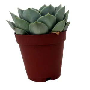 Desert Rose Succulent Echeveria - 2 inch Potted Plant - Easy Care Indoor Succulent
