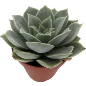 Desert Rose Succulent Echeveria - 2 inch Potted Plant - Easy Care Indoor Succulent