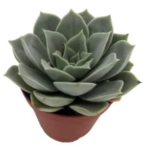 Desert Rose Succulent Echeveria - 2 inch Potted Plant - Easy Care Indoor Succulent