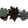 Desert Rose Succulent Plants 3-Pack Echeveria - 2 Inch Pots - Assorted Colors
