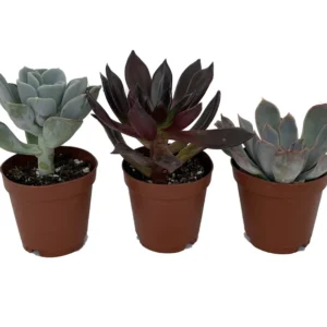 Desert Rose Succulent Plants 3-Pack Echeveria - 2 Inch Pots - Assorted Colors