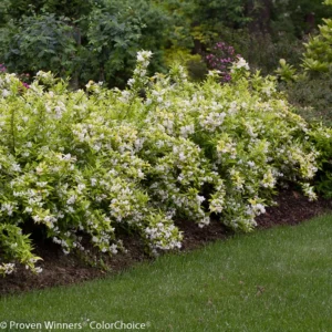 Deutzia Gracilis 'Duncan' - 4 Inch Potted Shrub - Spring Flowers