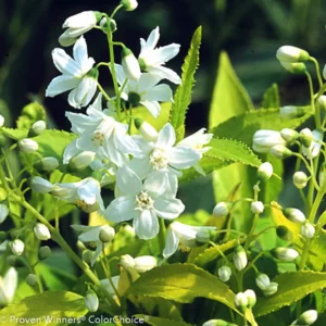Deutzia Gracilis 'Duncan' - 4 Inch Potted Shrub - Spring Flowers