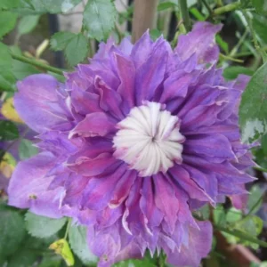 Diamantina Clematis Vine - Blue/Purple Fragrant Flower - 2.5" Pot