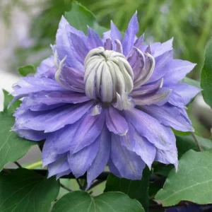 Diamantina Clematis Vine - Blue/Purple Fragrant Flower - 2.5