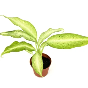 Dieffenbachia Camouflage Air Purifying Houseplant, 4 inch Pot, Easy Care, Indoor Plant
