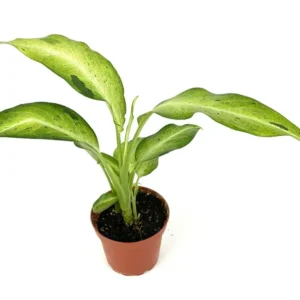 Dieffenbachia Camouflage Air Purifying Houseplant, 4 inch Pot, Easy Care, Indoor Plant