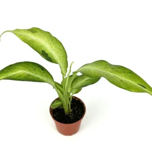 Dieffenbachia Camouflage Air Purifying Houseplant, 4 inch Pot, Easy Care, Indoor Plant