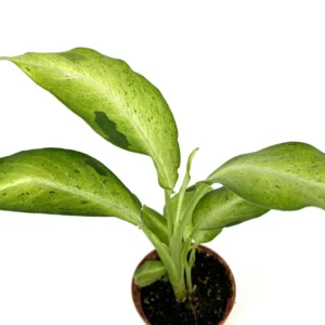 Dieffenbachia Camouflage Air Purifying Houseplant, 4 inch Pot, Easy Care, Indoor Plant