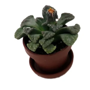 Dinosaur Foot Living Stone Plant Titanopsis Collector's Series - 1" Potted Succulent