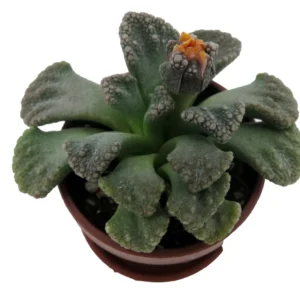 Dinosaur Foot Living Stone Plant Titanopsis Collector's Series - 1