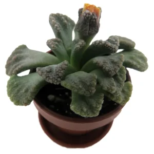 Dinosaur Foot Living Stone Plant Titanopsis Collector's Series - 1
