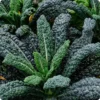 Dinosaur Kale Plant - Lacinato Tuscan Blue Kale - 4 inch Pot - Heirloom Vegetable