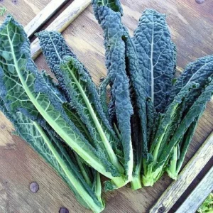 Dinosaur Kale Plant - Lacinato Tuscan Blue Kale - 4 inch Pot - Heirloom Vegetable