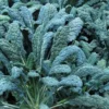 Dinosaur Lacinato Kale Plant - 2.5 Inch Pot - Winter Hardy Tuscan Variety
