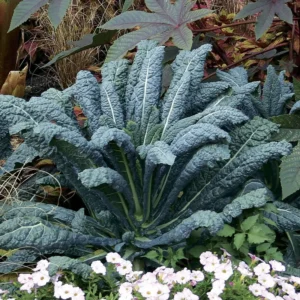 Dinosaur Lacinato Kale Plant - 2.5 Inch Pot - Winter Hardy Tuscan Variety