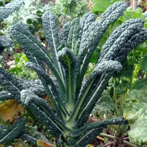 Dinosaur Lacinato Kale Plant - 2.5 Inch Pot - Winter Hardy Tuscan Variety