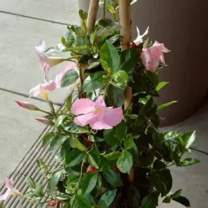 Dipladenia Madinia Pink Flower Plant - Live Tropical Accent - 3 to 4 ft Height