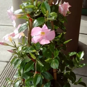 Dipladenia Madinia Pink Flower Plant - Live Tropical Accent - 3 to 4 ft Height