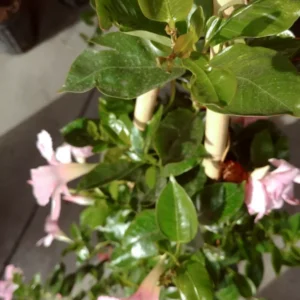 Dipladenia Madinia Pink Flower Plant - Live Tropical Accent - 3 to 4 ft Height