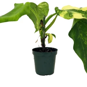 Domesticum Philodendron - Collector's Series - 4 inch Pot - Variegated Houseplant