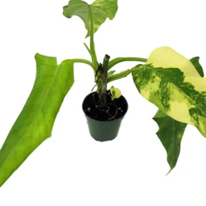 Domesticum Philodendron - Collector's Series - 4 inch Pot - Variegated Houseplant