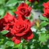 Don Juan Rose Bush - 6-8" Tall Red Climbing Rose Plant