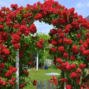Don Juan Rose Bush - 6-8