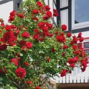 Don Juan Rose Bush - 6-8