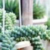 Donkey Tail Succulents Cluster - 2 Pack of Sedum Morganianum in 2 inch Pots