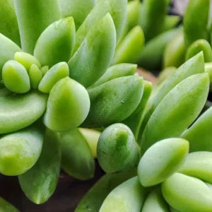 Donkey Tail Succulents Cluster - 2 Pack of Sedum Morganianum in 2 inch Pots