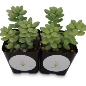 Donkey Tail Succulents Cluster - 2 Pack of Sedum Morganianum in 2 inch Pots