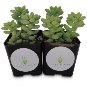 Donkey Tail Succulents Cluster - 2 Pack of Sedum Morganianum in 2 inch Pots