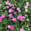 Double Pink Fairy Erodium Plant - 2.5" Pot Cranesbill Alpine Geranium - Garden Decor