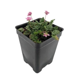 Double Pink Fairy Erodium Plant - 2.5