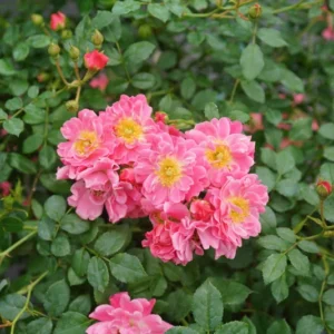 Double Pink Rose Plant - Hardy 4-inch Pot - Endless Blooms