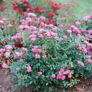 Double Pink Rose Plant - Hardy 4-inch Pot - Endless Blooms
