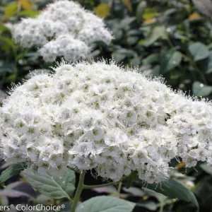 Double Play Blue Kazoo Spirea Plant - 4 Inch Pot - White Flowers - Garden Shrub