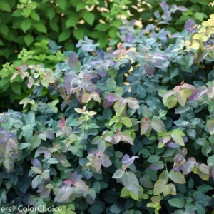 Double Play Blue Kazoo Spirea Plant - 4 Inch Pot - White Flowers - Garden Shrub