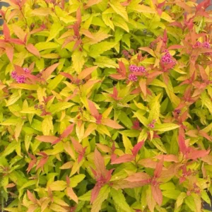 Double Play Gold Spiraea Plant - 4 Inch Pot - Pink Flowers - Garden Shrub