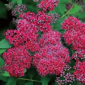 Double Play Red Spiraea Plant - 4" Pot - Red Flowers - Garden Shrub
