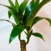 Dracaena Fragrans Corn Plant Live Indoor Houseplant + Free Plant Food